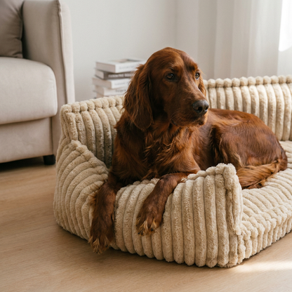 Atlas dog car seat booster with Irish Setter