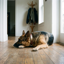 Birch leather dog collar with German Shepherd