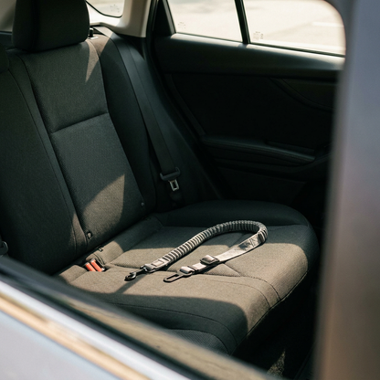 Dog car seat in rear seat of modern car, warm afternoon light, no animals