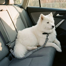 Samoyed with dog car seat in car, wide lifestyle shot, warm afternoon light
