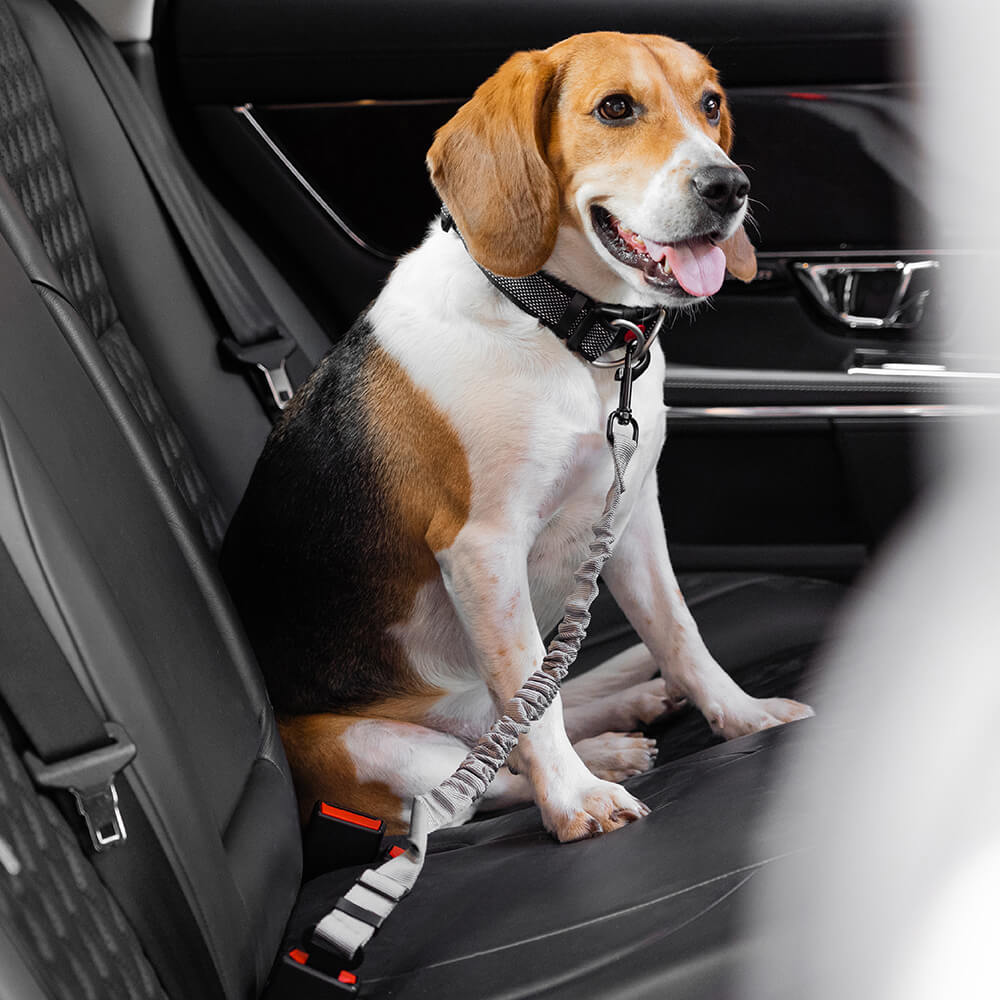 Briar - Adjustable Reflective Dog Car Seat Belt in Nylon