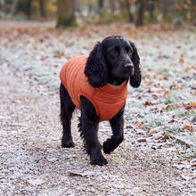 Cocker Spaniel wearing the Glow puffer jacket on a frosted gravel path