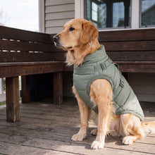 Golden Retriever wearing the Glow puffer jacket on a porch