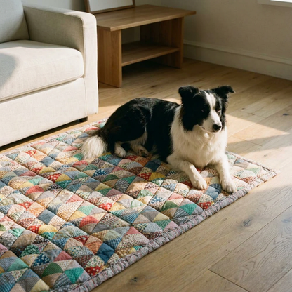Border Collie on quilted cotton sofa cover, living room, wide warm lifestyle shot