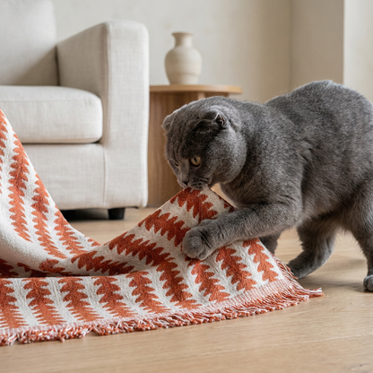 Scottish Fold cat on chenille couch cover, living room, low angle close-up