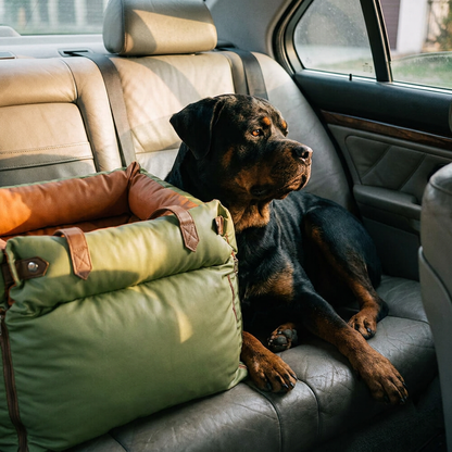 Rottweiler in dog car seat booster, wide shot, warm afternoon car light