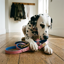 Slate dog collar set with Dalmatian