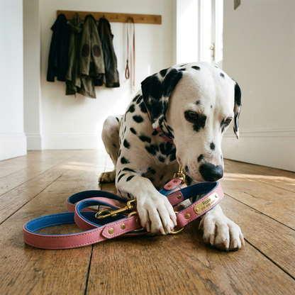 Slate dog collar set with Dalmatian
