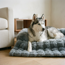 Vesta Shot 2 - Siberian Husky close-up