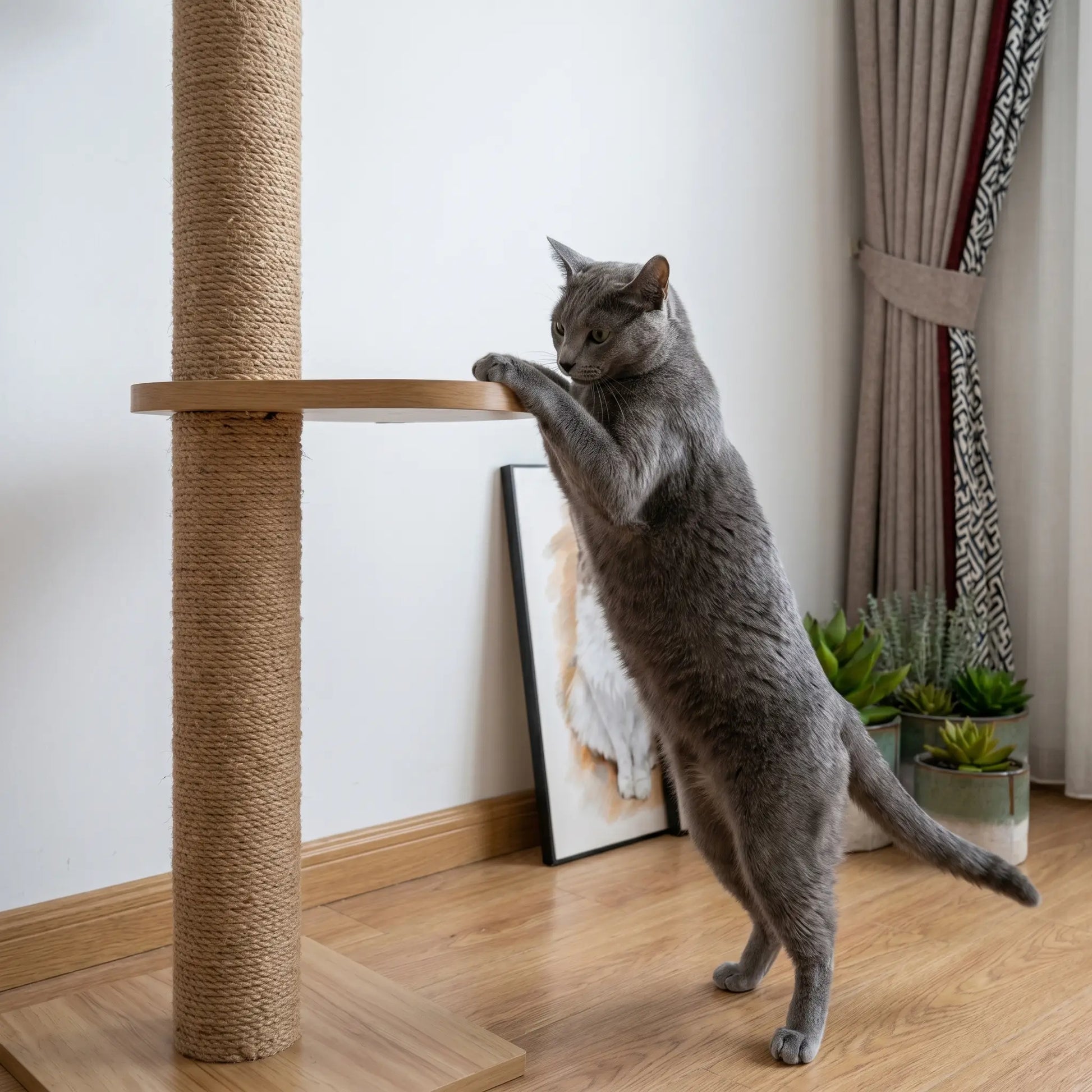 Russian Blue on the Aerie cat tree