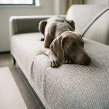 Weimaraner on the Alder
