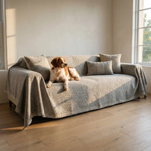 Brittany Spaniel on the Alder