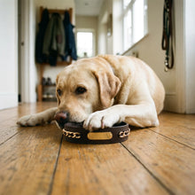 Labrador wearing the Avon collar