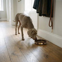 Weimaraner wearing the Avon collar