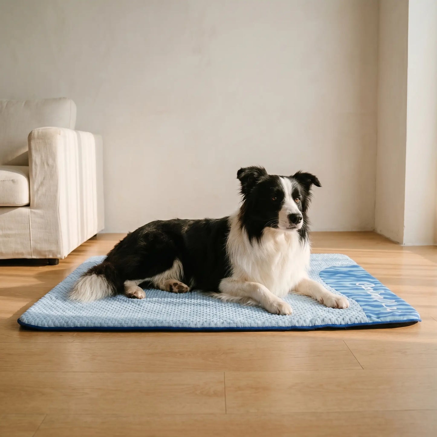 Border Collie with the Brook