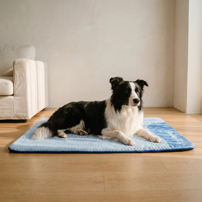 Border Collie with the Brook