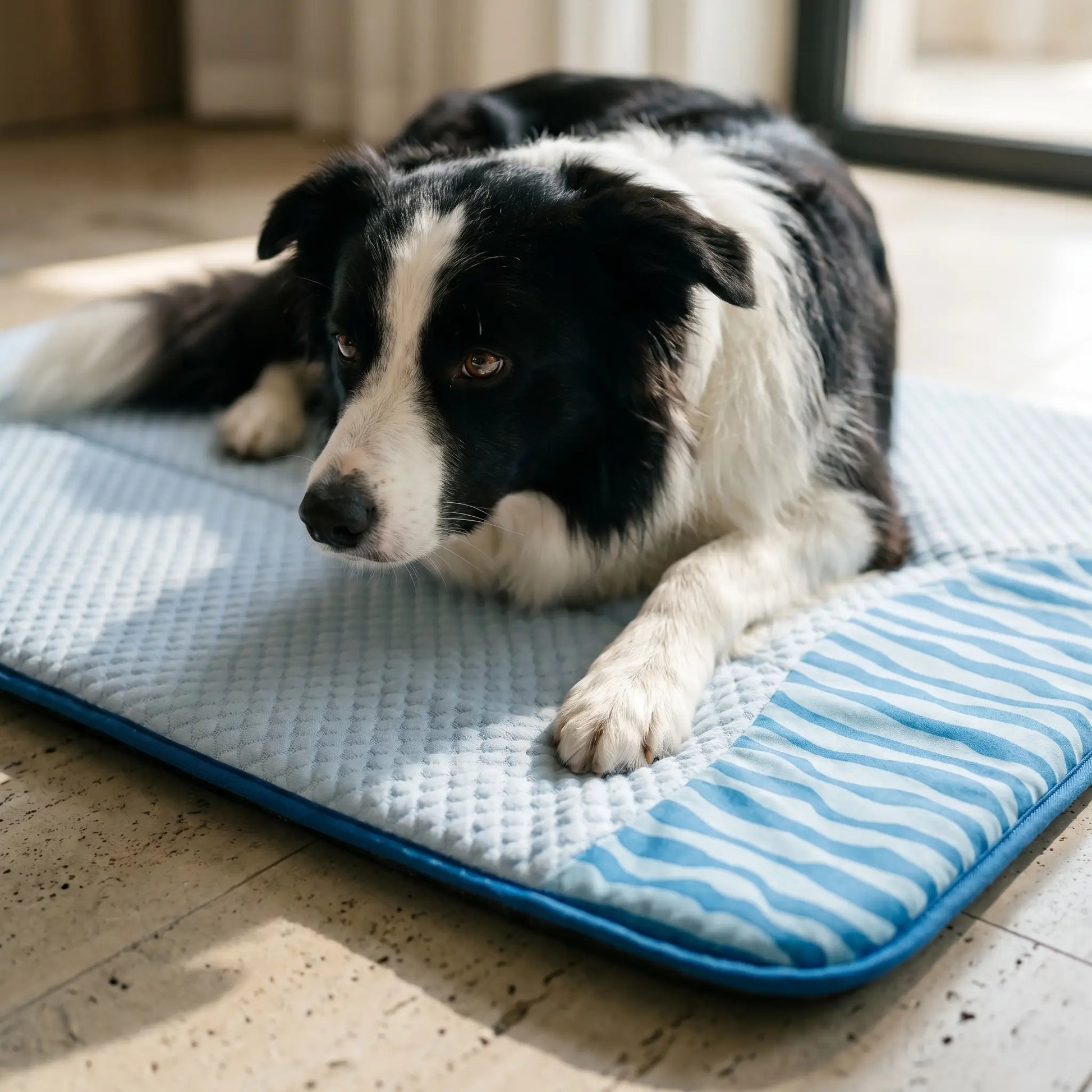 Dog using the Brook cooling mat