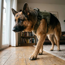 German Shepherd wearing the Caspian harness