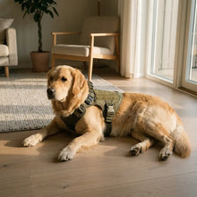 Golden Retriever with the Caspian harness