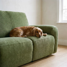 Cocker Spaniel on the Combe