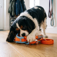 Cavalier King Charles Spaniel in the Derwent harness