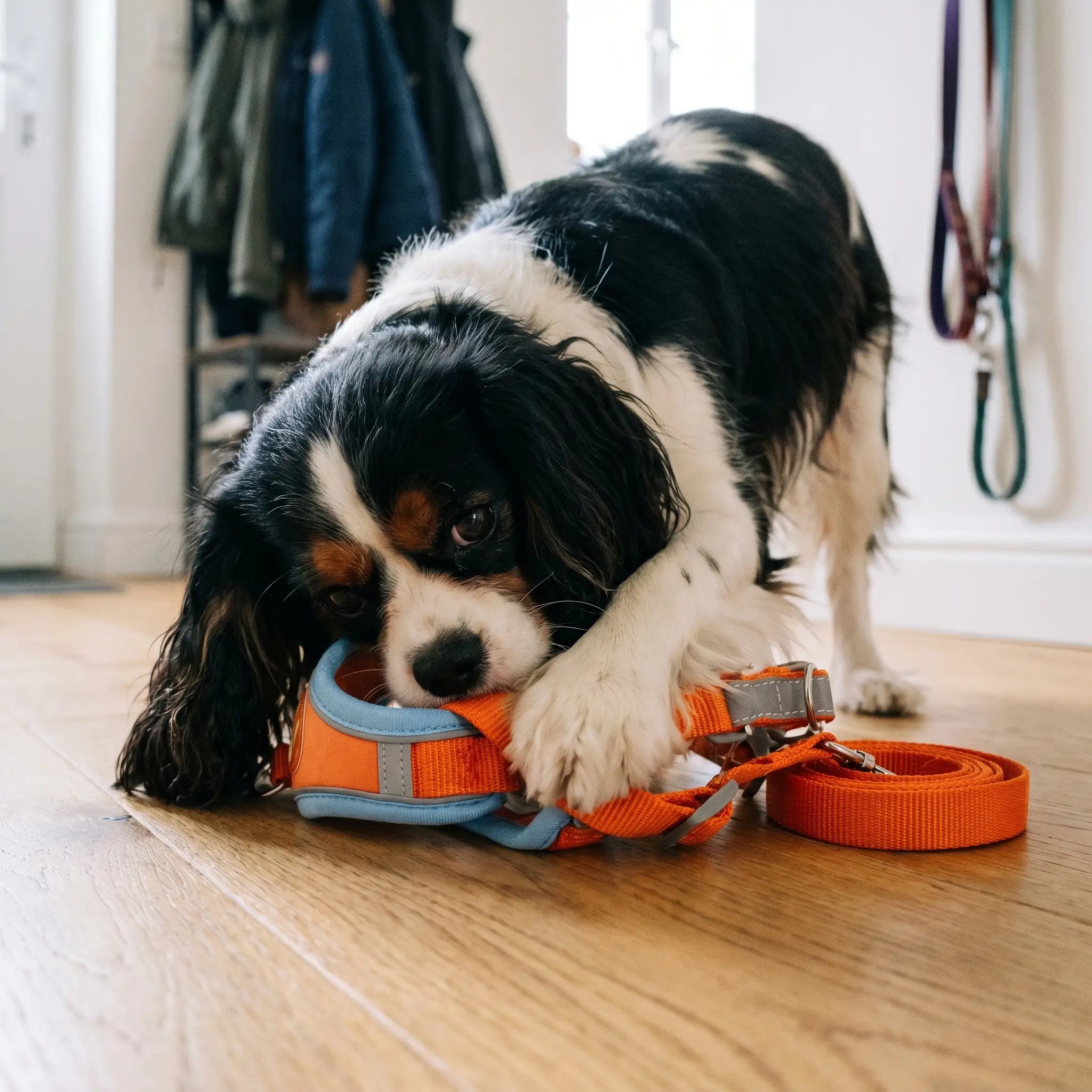 Cavalier King Charles Spaniel in the Derwent harness