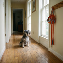 Miniature Schnauzer in the Derwent harness