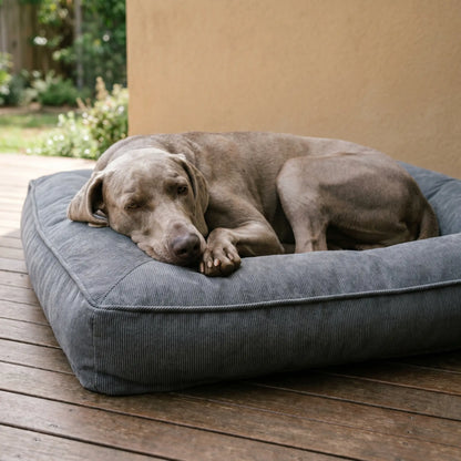 Weimaraner curled in the Fenn dog bed