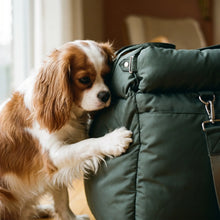 Cavalier King Charles Spaniel using the Flint car seat