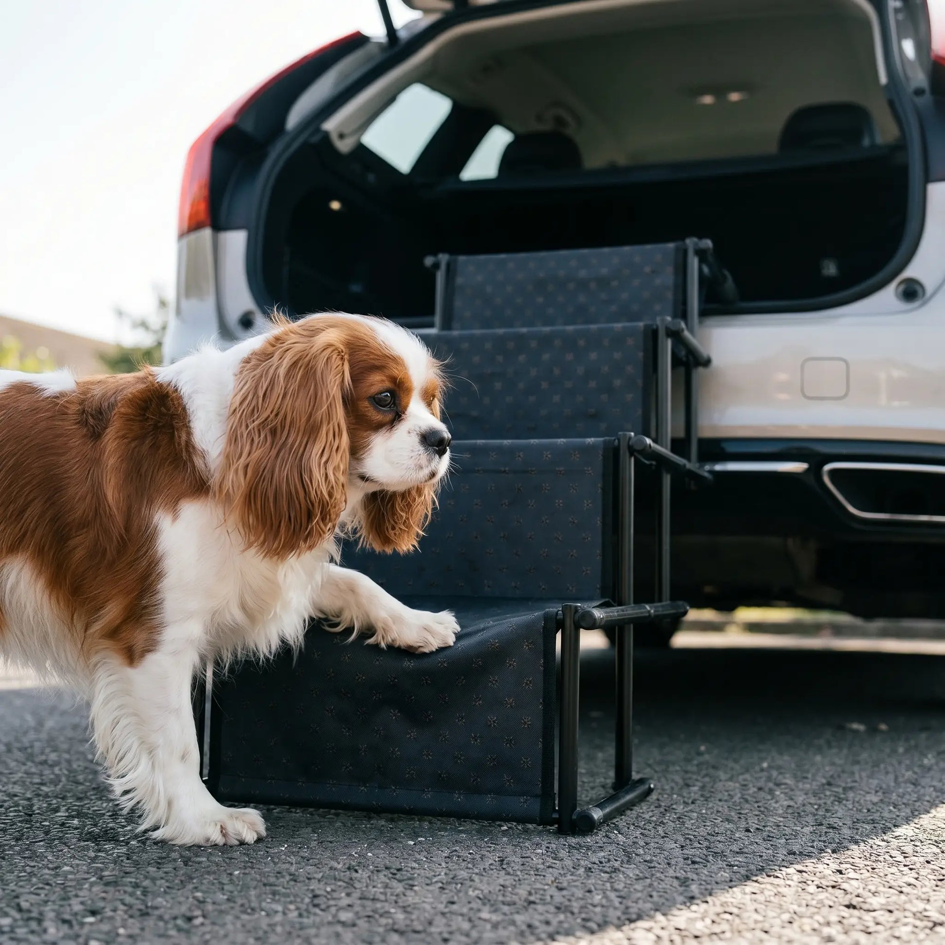 Cavalier King Charles Spaniel using the Foss dog stairs