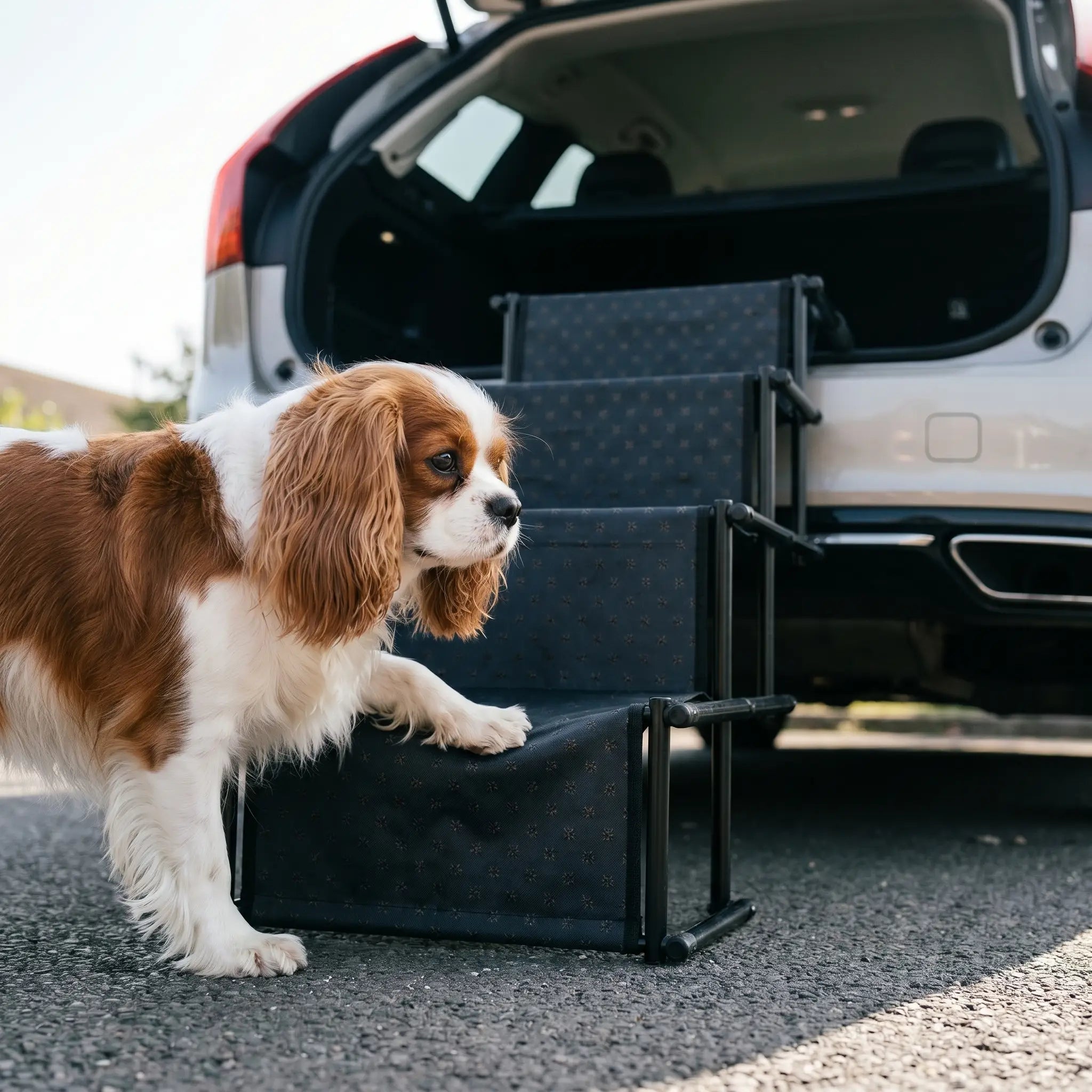 Cavalier King Charles Spaniel using the Foss dog stairs