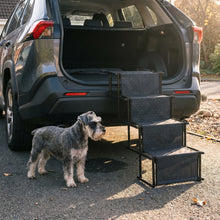 Miniature Schnauzer beside the Foss dog stairs