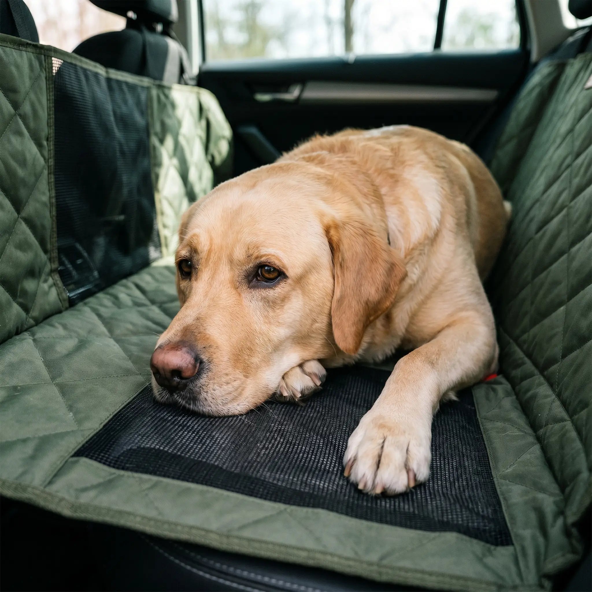 Labrador Retriever on the Garth back seat platform