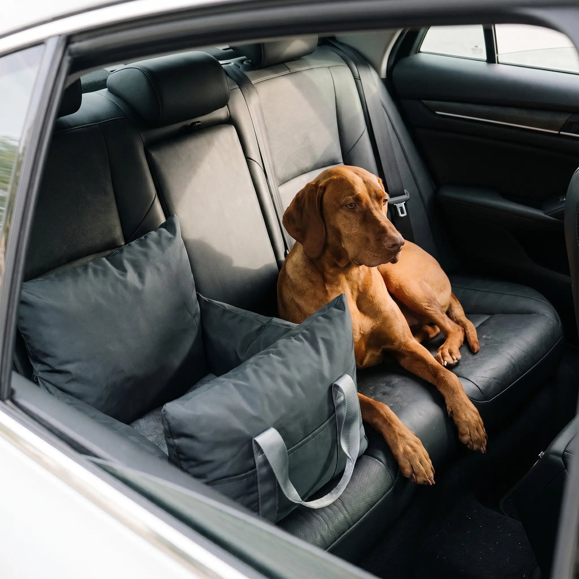 Hale waterproof dog car seat on a back seat, wide shot
