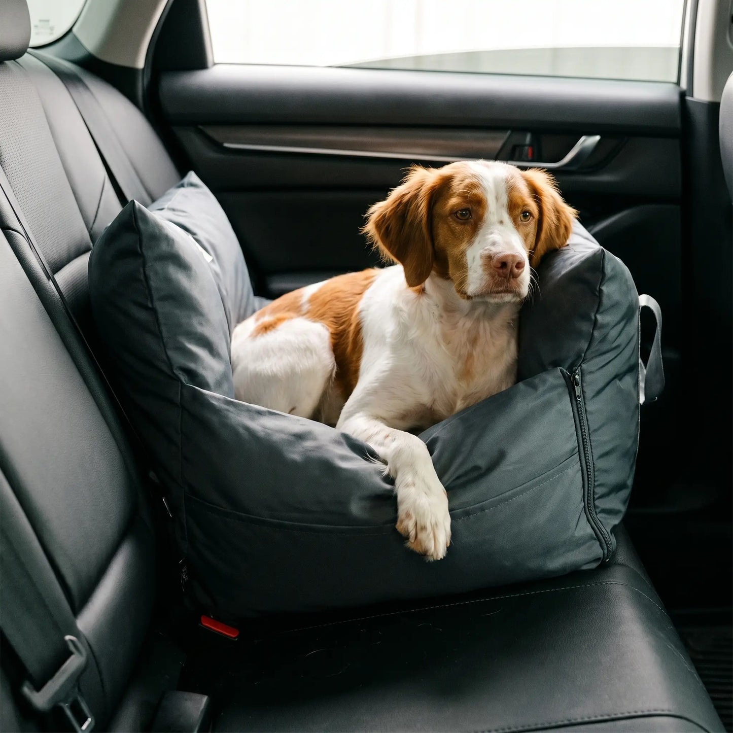 Brittany Spaniel in the Hale car seat