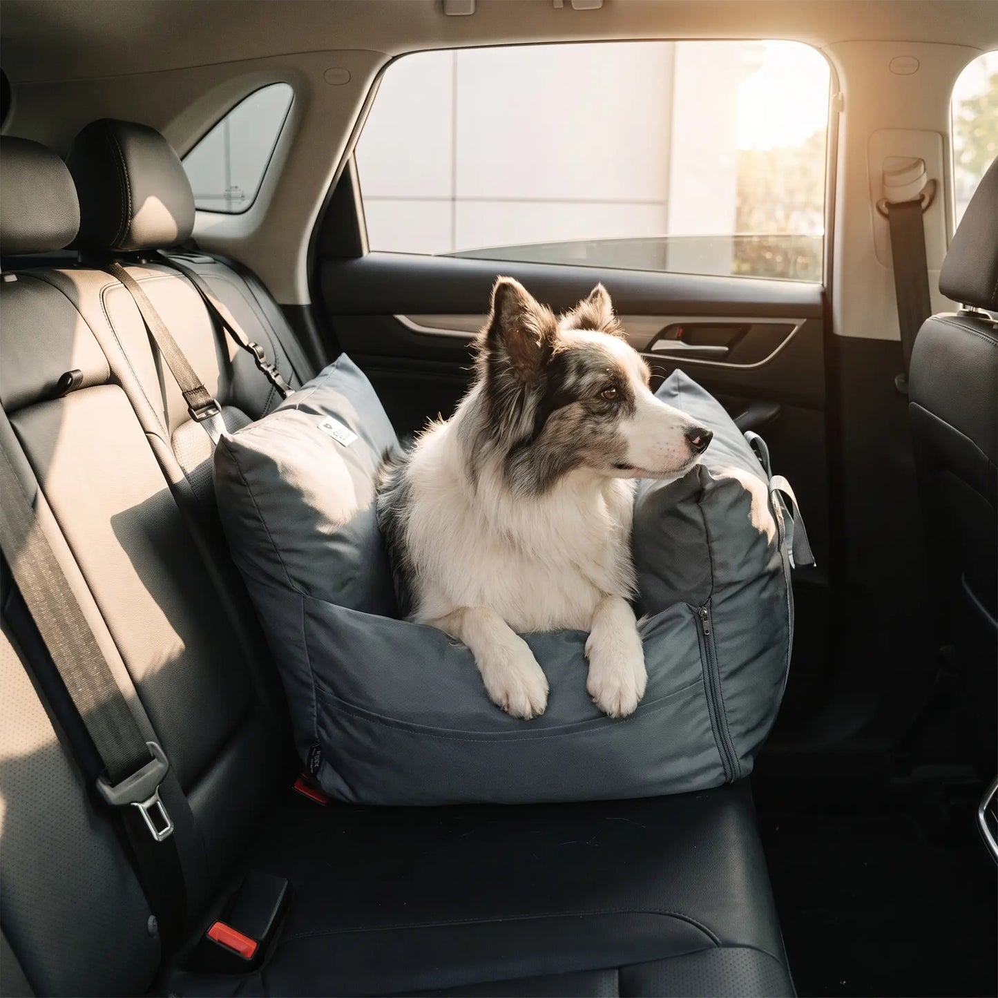 Border Collie with the Hale car seat