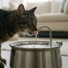 Cat drinking from Beck stainless steel fountain