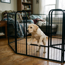 Dog inside Fold heavy duty playpen