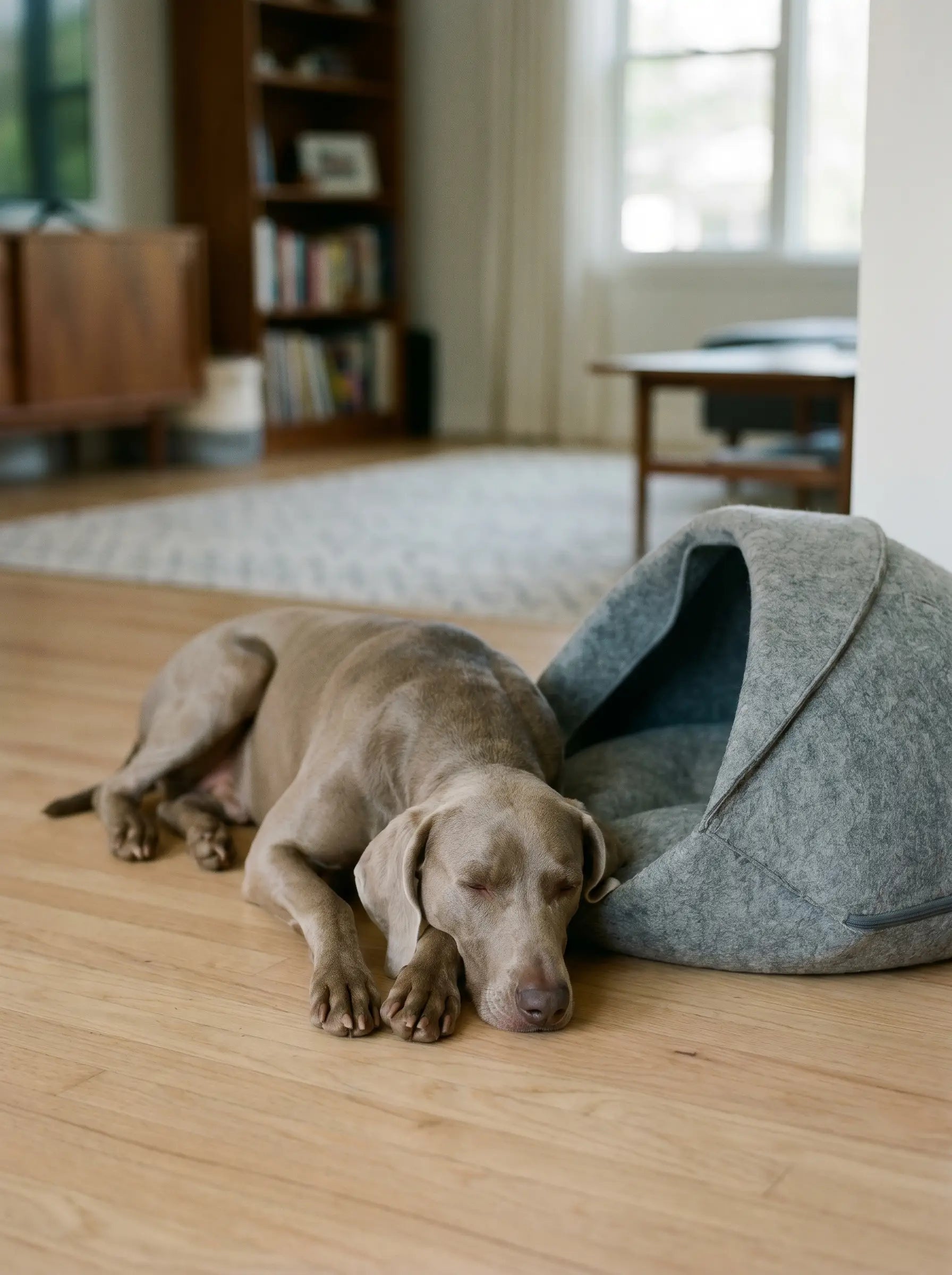 Onyx cave dog bed lifestyle wider shot