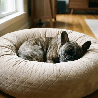 French Bulldog in Quill donut dog bed close-up