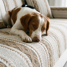 Brittany Spaniel on the Hollow striped cover
