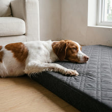 Brittany Spaniel on the Iona bed cover