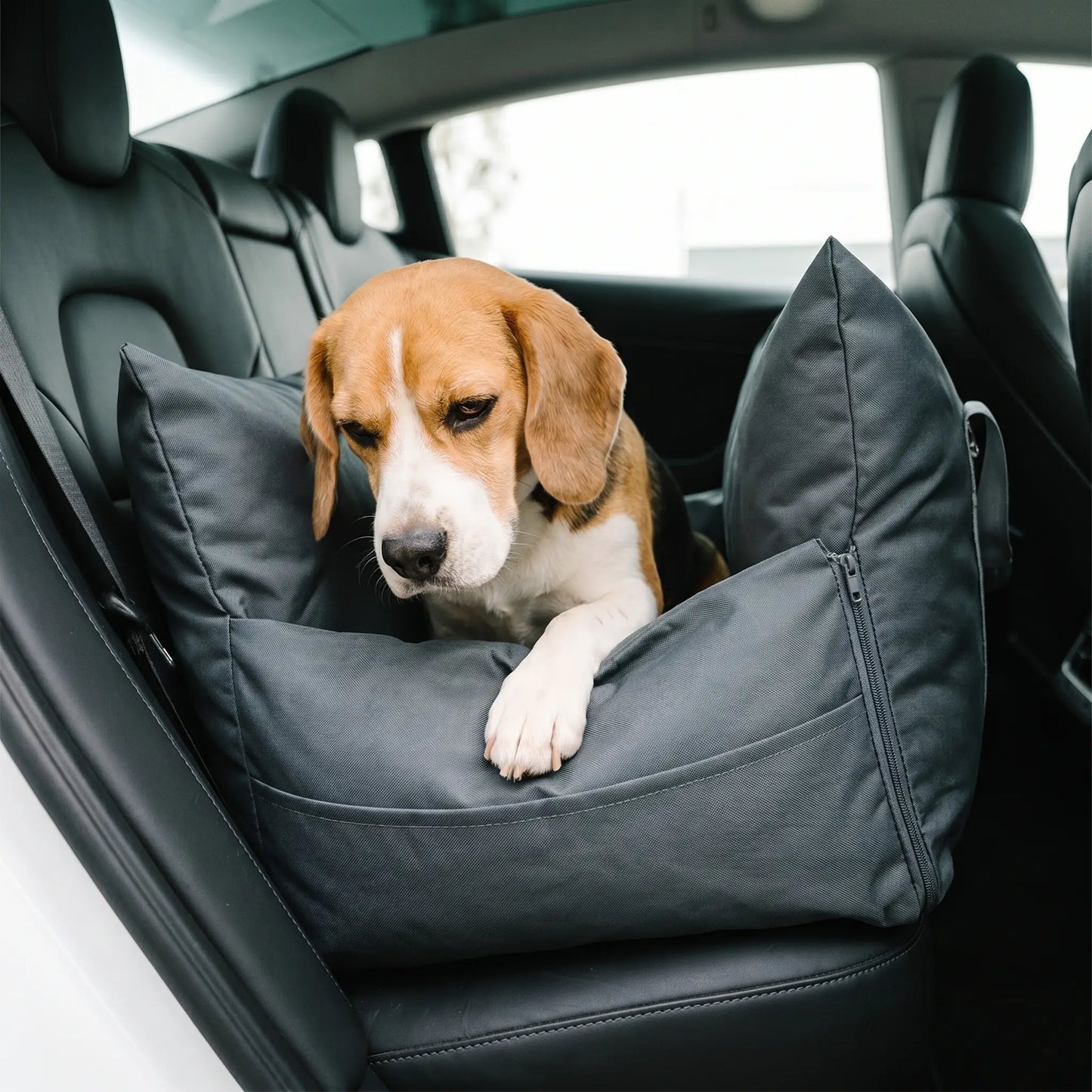 Beagle in Keld car seat