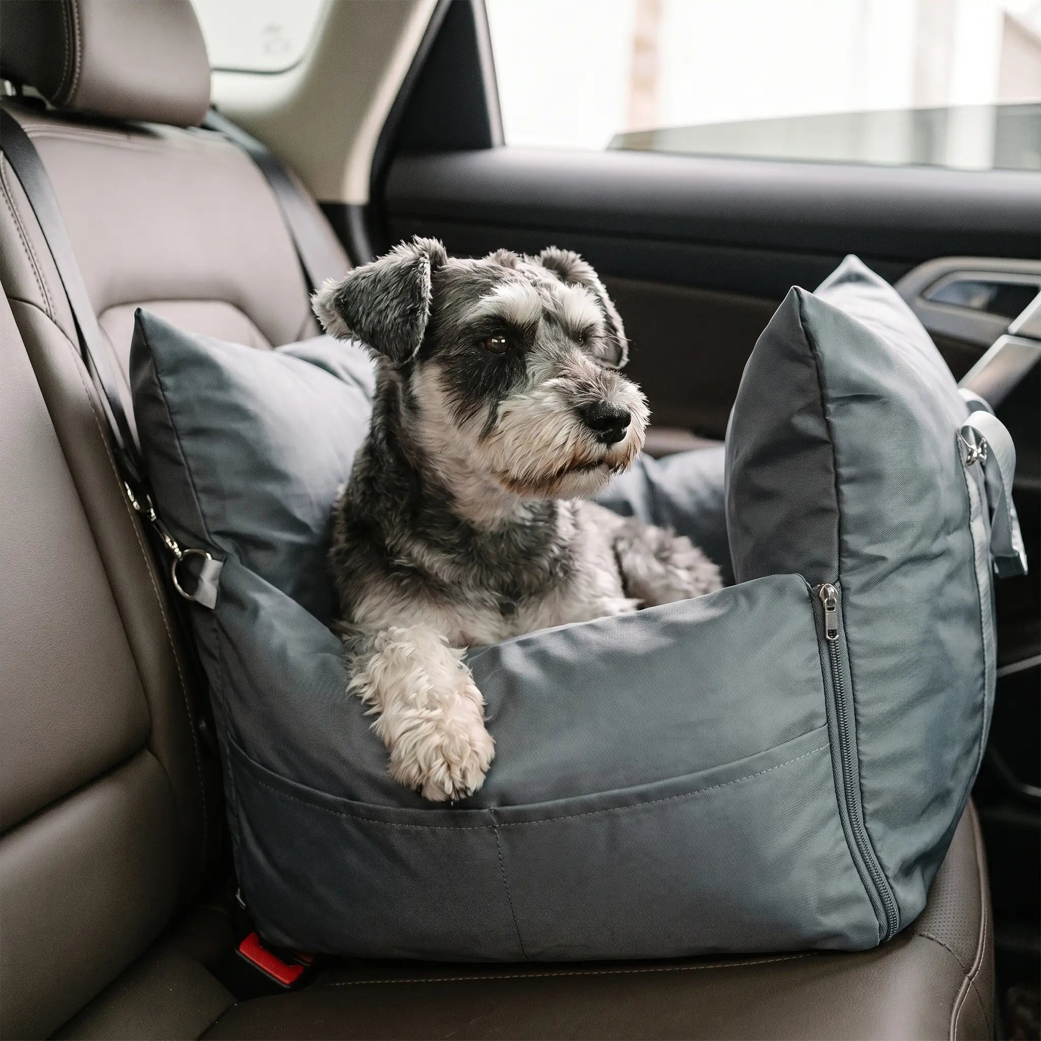 Miniature Schnauzer in the Knoll
