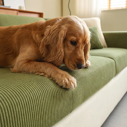 Cocker Spaniel using the Mallow sofa cover