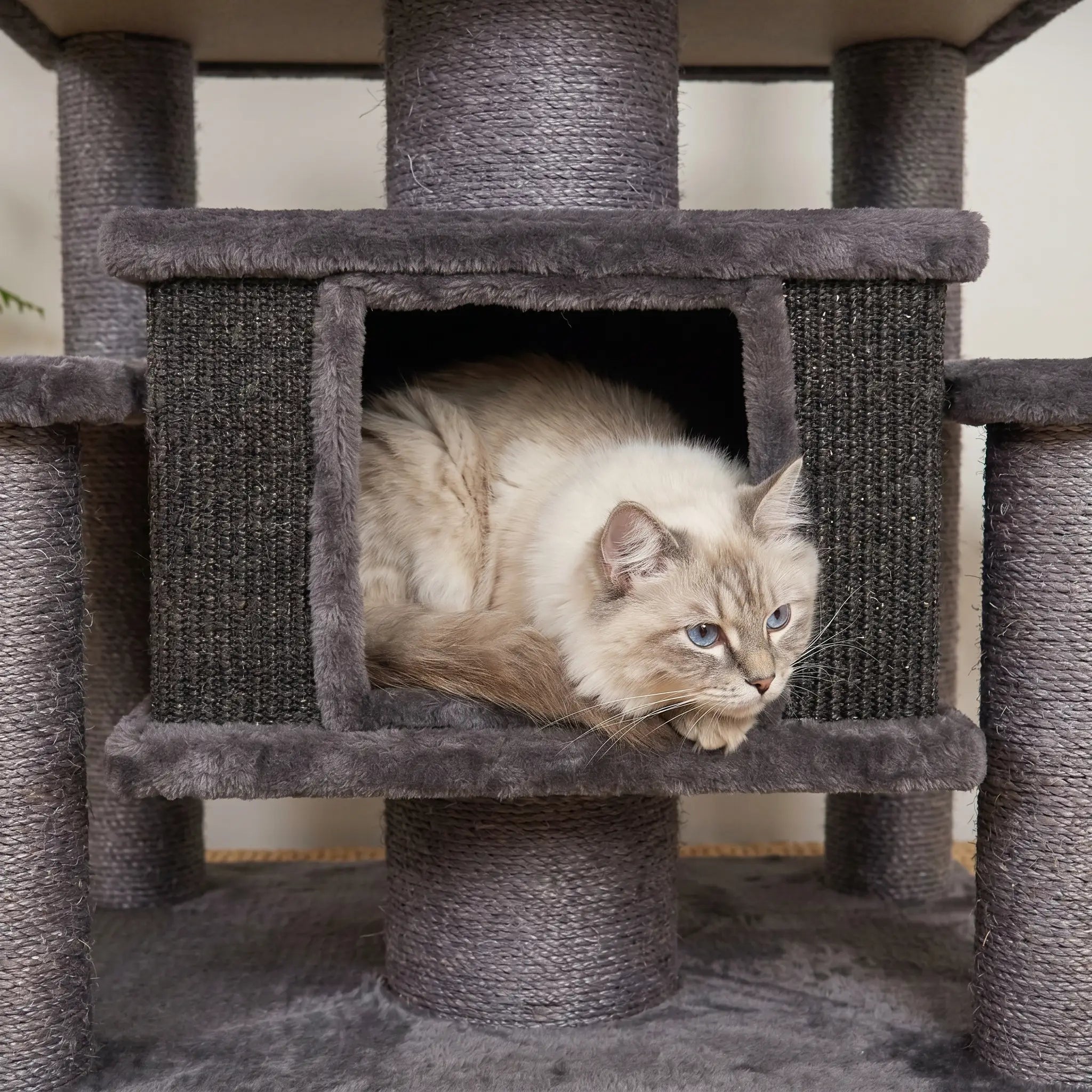 Ragdoll cat using the Marlow