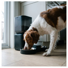 Brittany Spaniel by the Morar feeder
