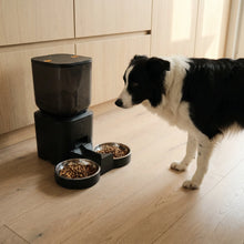 Border Collie with the Morar feeder