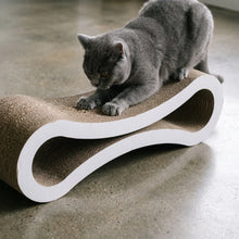British Shorthair scratching the Nesta
