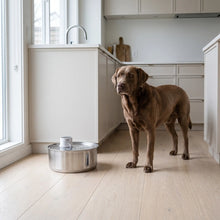 Nevis pet water fountain in a kitchen